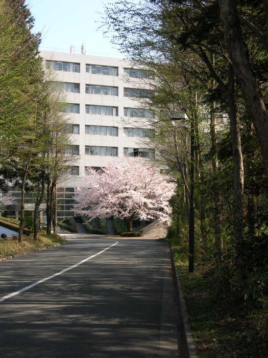 A showy pink cherry tree in full blossom anchors the simple asphalt entrance road, beset with a single white line.   (121K JPEG)